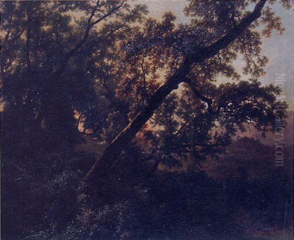 Sunset In A Forest Clearing - view 1