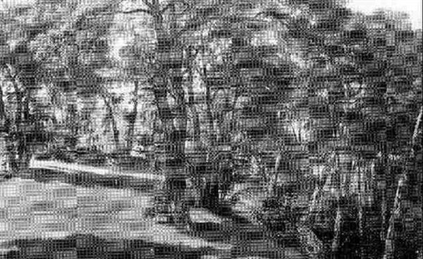 Les Arbres Dans Un Parc - view 1