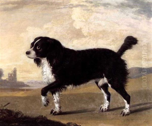 A Spaniel - view 1