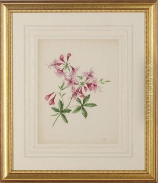 [floral Studies]: Eight Plates - view 1