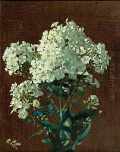 Phlox