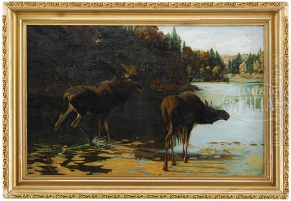 Moose In Maine Landscape - view 1