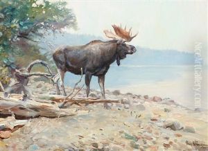 Moose At Lake Mcdonald