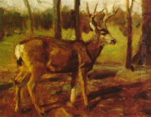 Whitetail Deer
