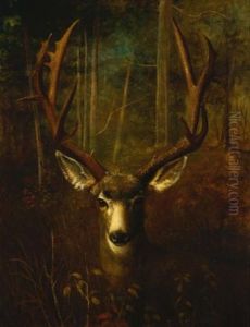 Stag Resting, Colorado Springs