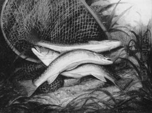 The Day's Catch