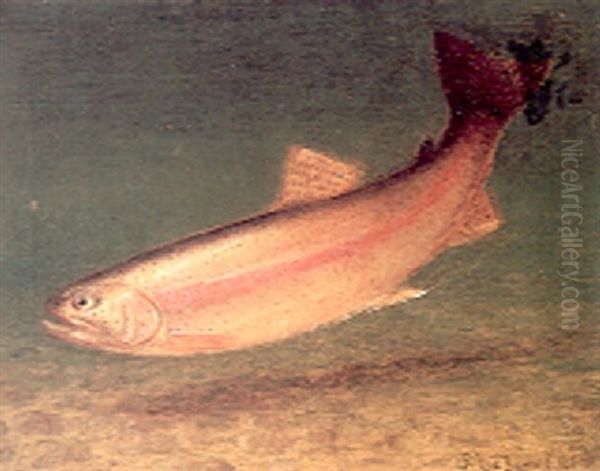 Rainbow Trout - view 1