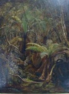 The Gully, Tasmania by Charles Gordon-Frazer