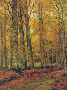 An Autumn Forest