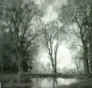 Wooded Pond With Cattle On The Veluwe