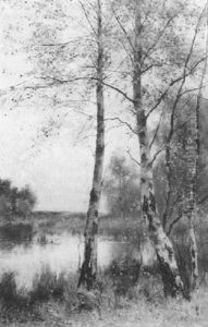 Silver Birches Beside A Tranquil Lake