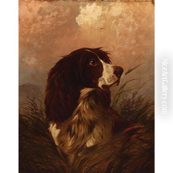 Spaniel In High Grass - view 1