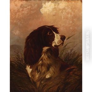 Spaniel In High Grass