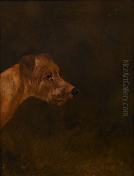 Irish Terrier - view 1