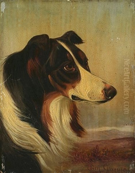 Border Collie - view 1
