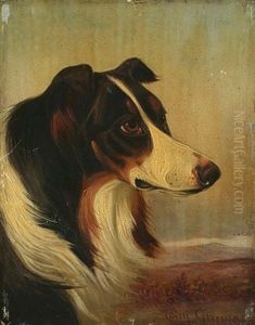 Border Collie by Colin Graeme