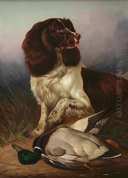 Springer Spaniel - view 1