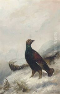 A Capercaille