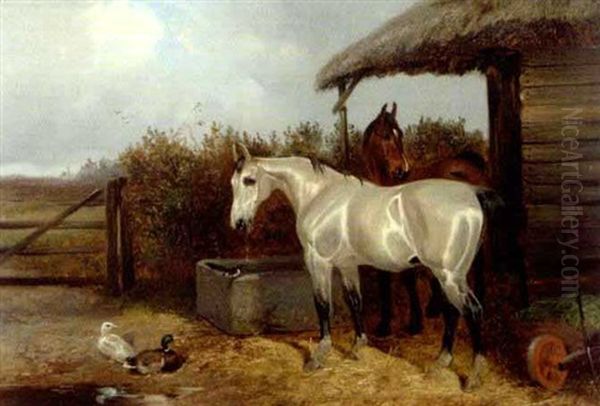 A Bay And Grey Horse In A Stable Yard With Ducks - view 1