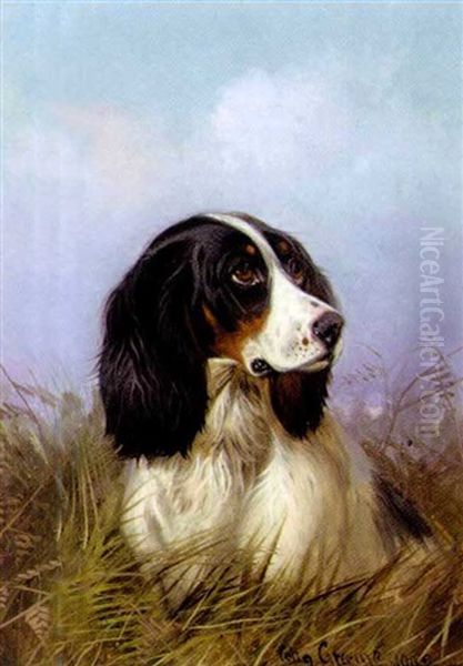 A Black And White Setter - view 1