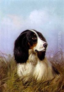 A Black And White Setter