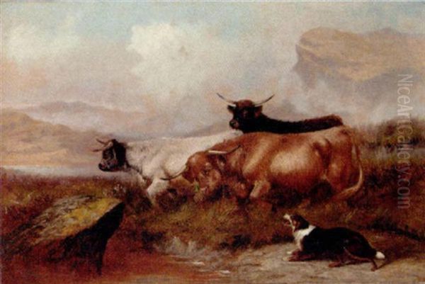 Herding Highland Cattle - view 1