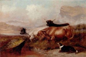 Herding Highland Cattle by Colin Graeme
