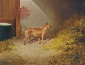 A Border Terrier In A Barn A Border Terrier In A Barn