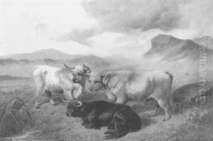 Scottish Highland Cattle by Colin Graeme