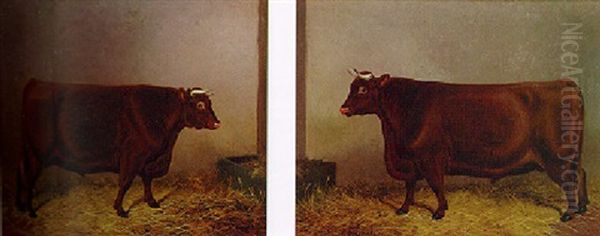 Shorthorn Bulls - view 1