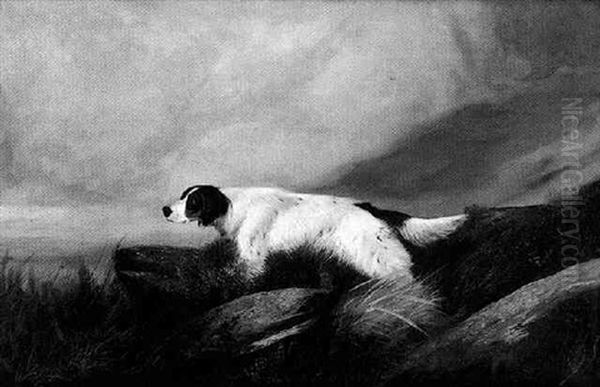 A Setter In A Rocky Landscape - view 1