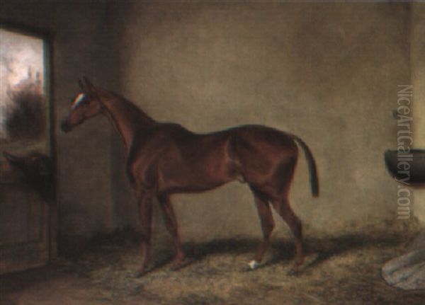 'ransom', A Bay Hunter In A Loose Box - view 1