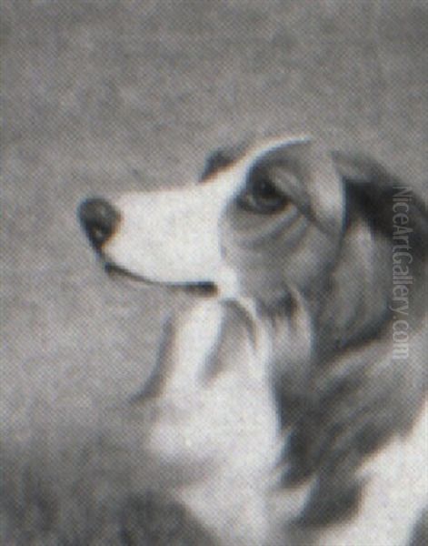 Collie - view 1