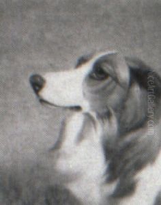 Collie by Colin Graeme