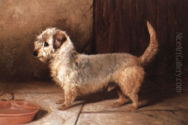 'callun': A Dandie Dinmont Terrier - view 1