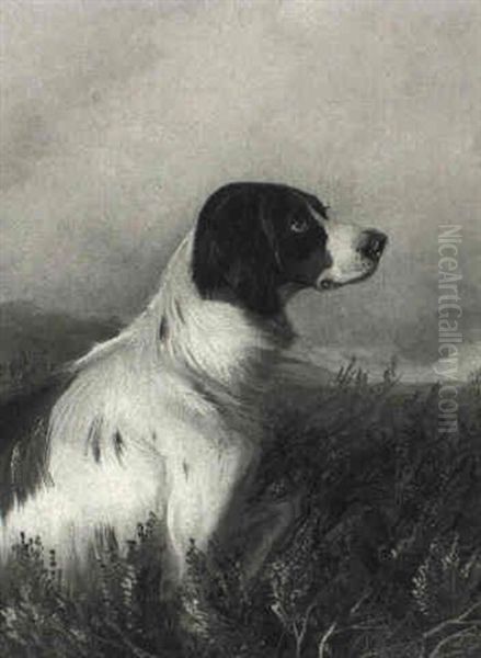 A Spaniel - view 1