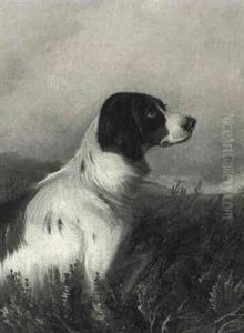 A Spaniel