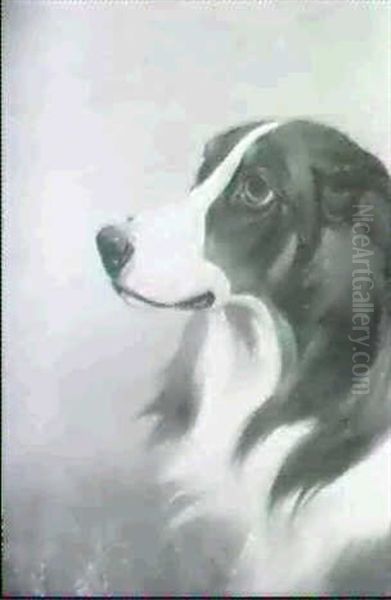 Study Of A Collie - view 1