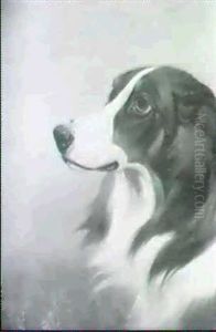 Study Of A Collie by Colin Graeme