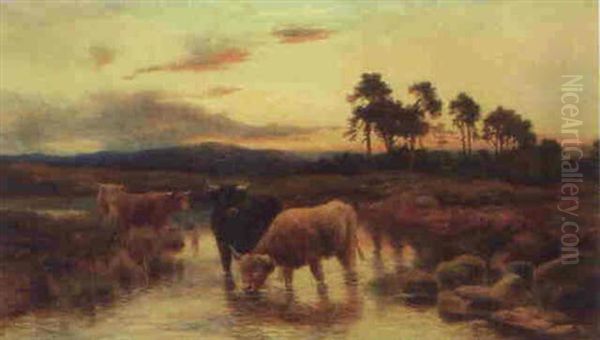 Highland Cattle At Sunset - view 1