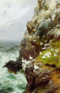Gannets On A Rocky Cliff Gannets On A Rocky Cliff