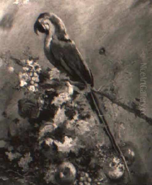 Blue Macaw - view 1