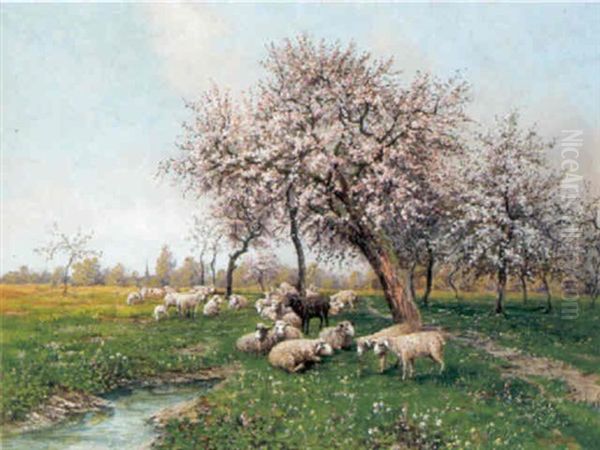 Schafe Auf Der Weide Im Fruhling - view 1