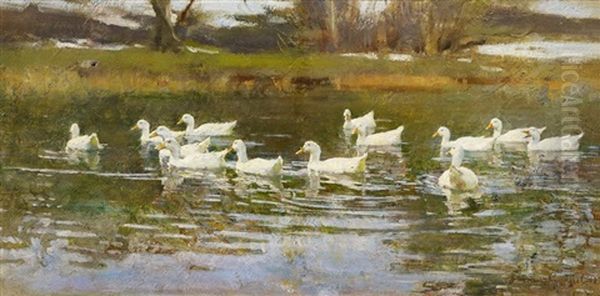 Enten Auf Dem Teich - view 1