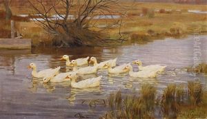 Enten Auf Dem Wasser