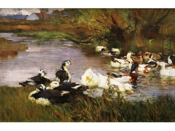Wildenten Und Bauernenten In Einem Flusslauf Im Dachauer Moos - view 1