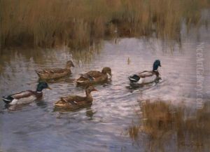Wildenten Im Fluss Am Schilfufer