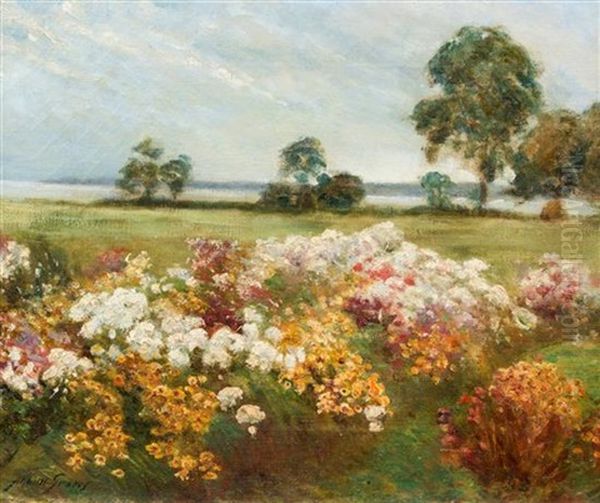 Field Of Wildflowers - view 1