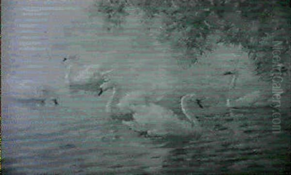 Summer's Grace/a Pool With Swimming Swans - view 1