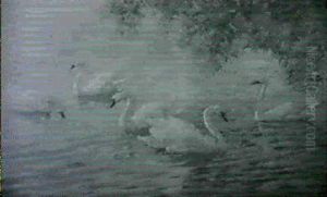 Summer's Grace/a Pool With Swimming Swans by Abbott Fuller Graves
